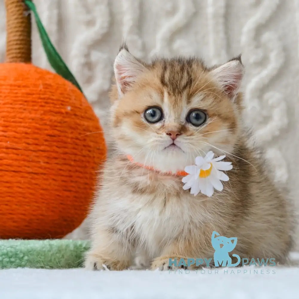 Liana Munchkin female black golden ticked tabby live animals