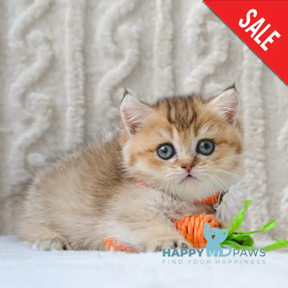 Liana Munchkin female black golden ticked tabby live animals