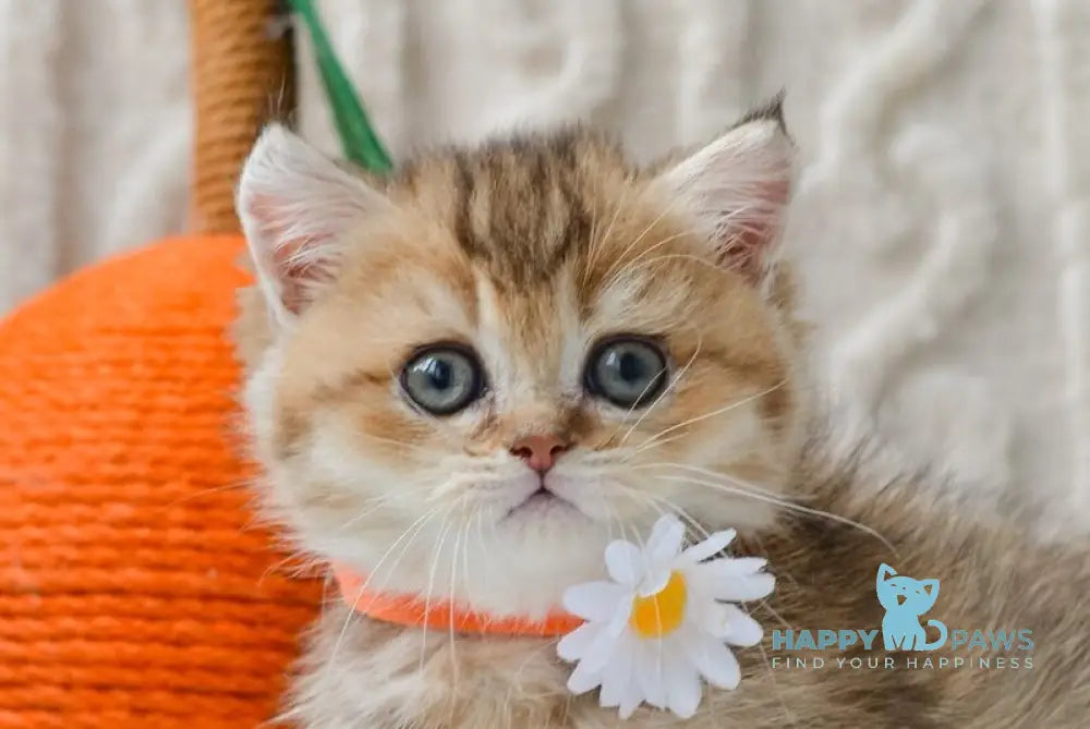 Liana Munchkin female black golden ticked tabby live animals