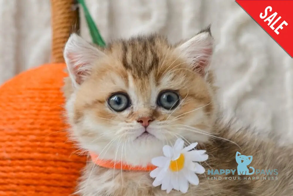 Liana Munchkin female black golden ticked tabby live animals