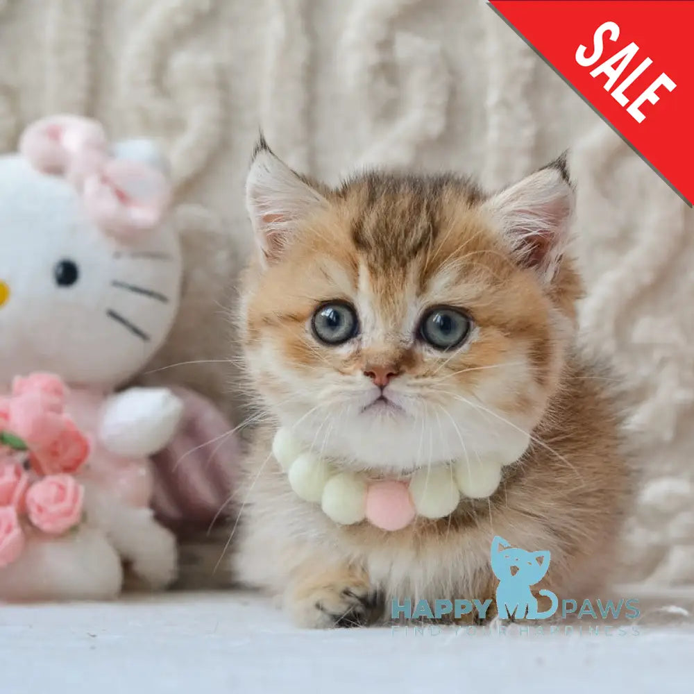 Liana Munchkin female black golden ticked tabby live animals