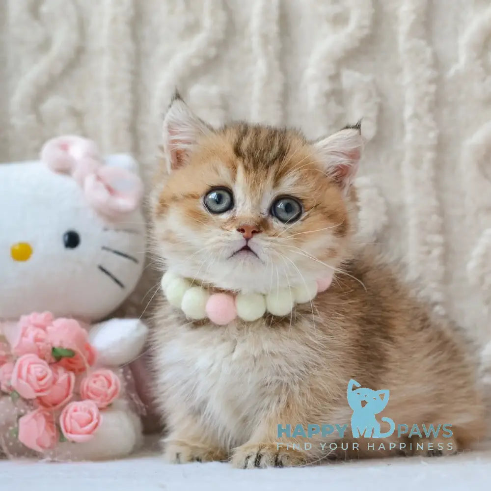 Liana Munchkin female black golden ticked tabby live animals