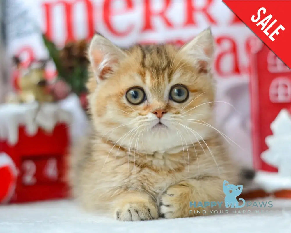 Liana Munchkin female black golden ticked tabby live animals