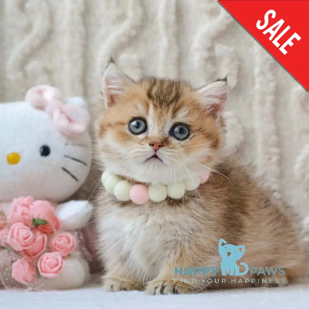 Liana Munchkin female black golden ticked tabby live animals