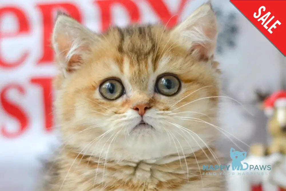 Liana Munchkin female black golden ticked tabby live animals