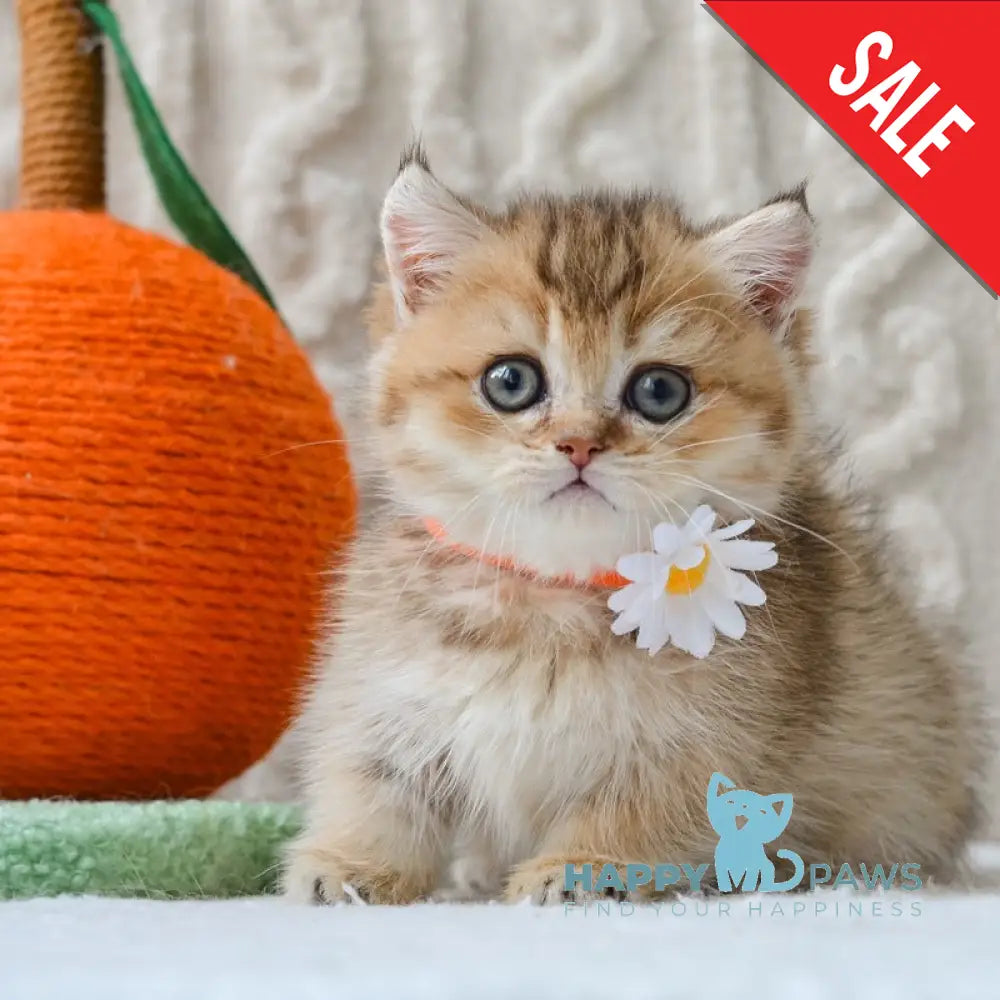 Liana Munchkin female black golden ticked tabby live animals