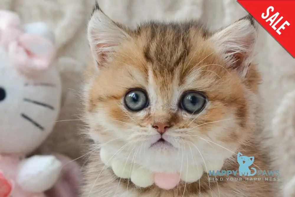 Liana Munchkin female black golden ticked tabby live animals