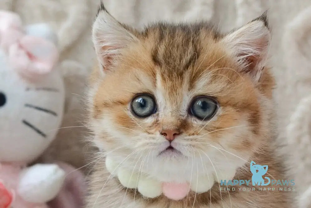 Liana Munchkin female black golden ticked tabby live animals