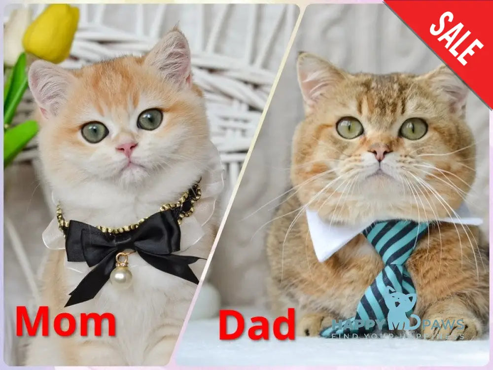 Liana Munchkin female black golden ticked tabby live animals