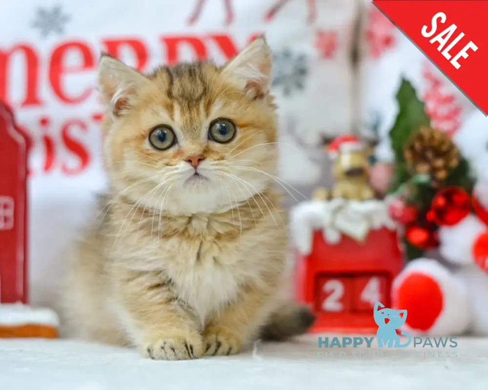 Liana Munchkin female black golden ticked tabby live animals