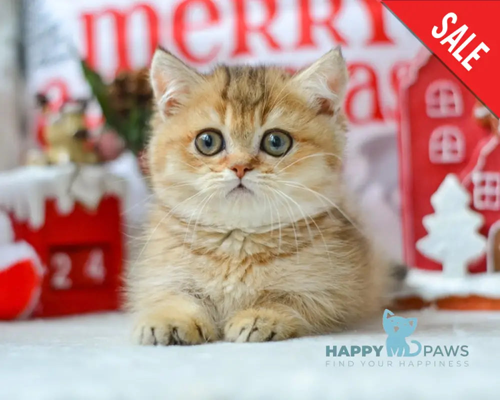 Liana Munchkin female black golden ticked tabby live animals