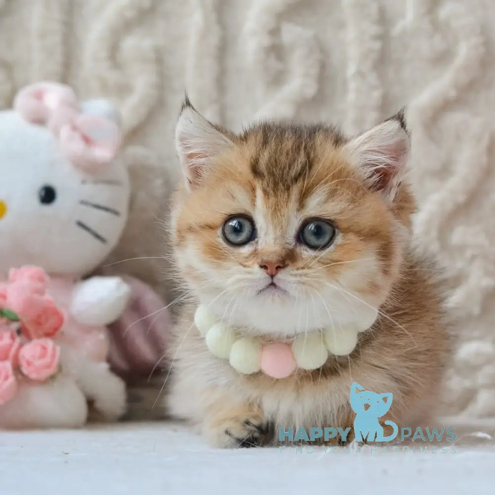 Liana Munchkin female black golden ticked tabby live animals