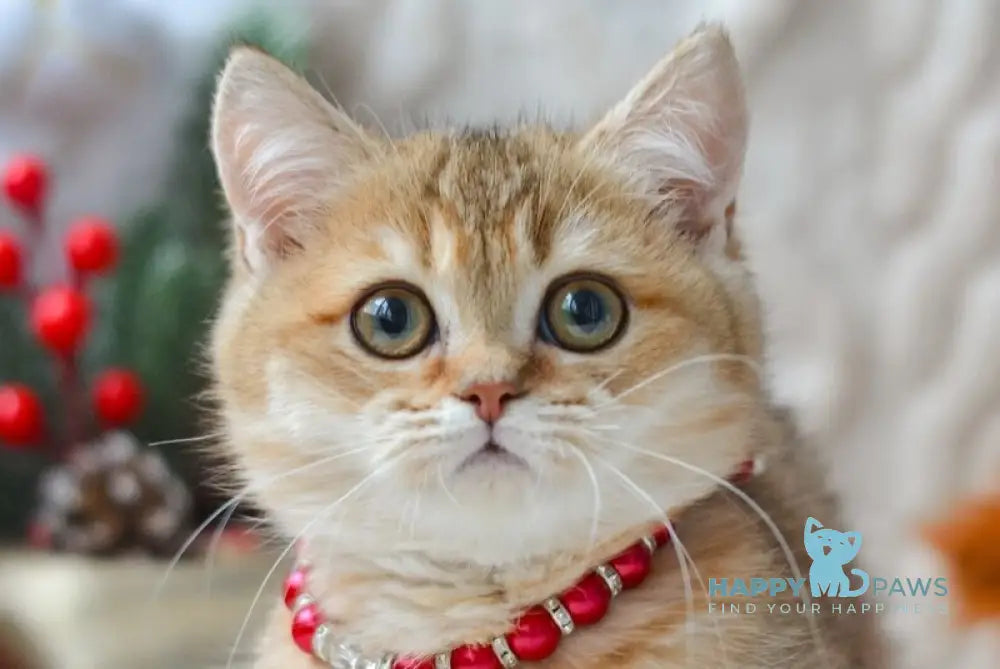 Liana Munchkin female black golden ticked tabby live animals