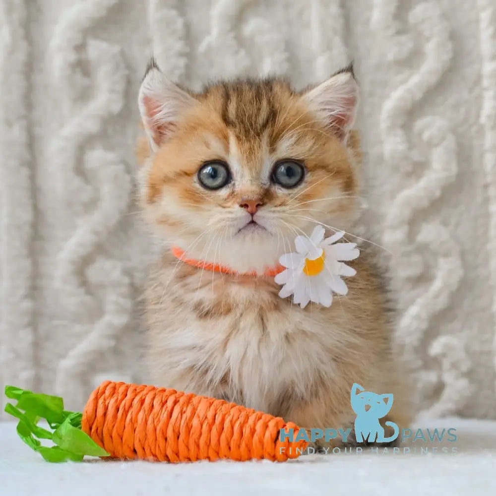 Liana Munchkin female black golden ticked tabby live animals