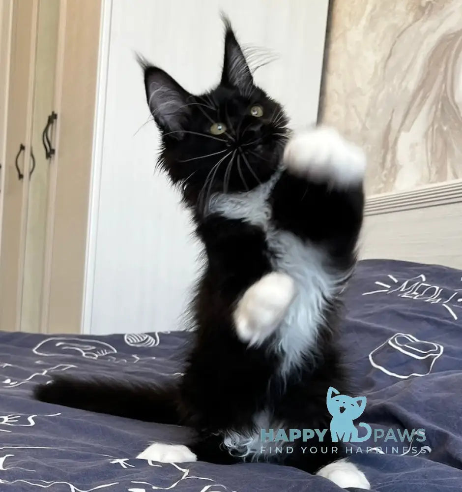 Libby Maine Coon female black bicolour live animals