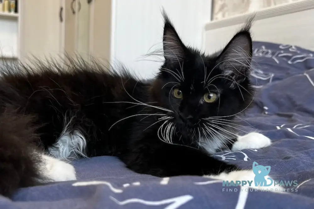 Libby Maine Coon female black bicolour live animals