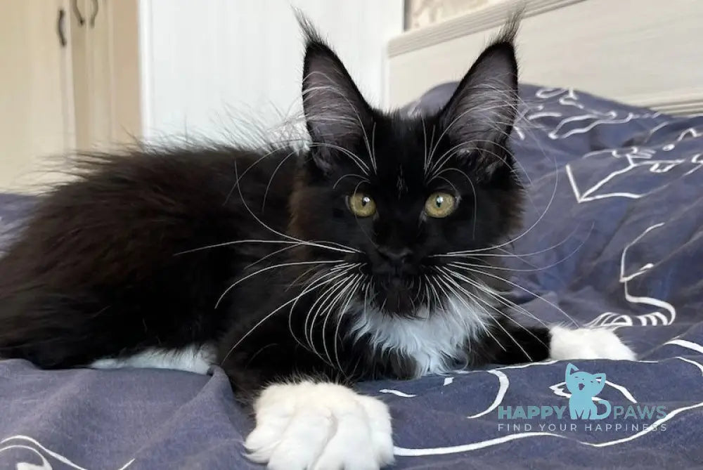 Libby Maine Coon female black bicolour live animals