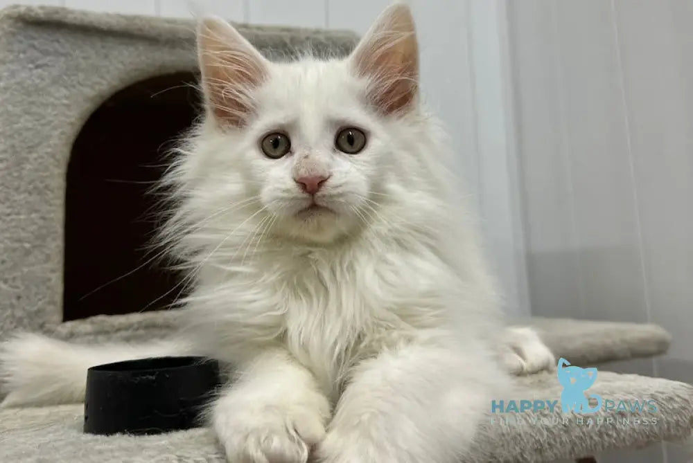 Light Maine Coon male white live animals