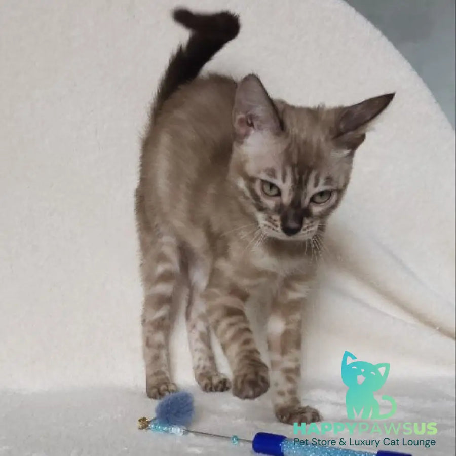 Lika Bengal female black pointed spotted tabby - live animals