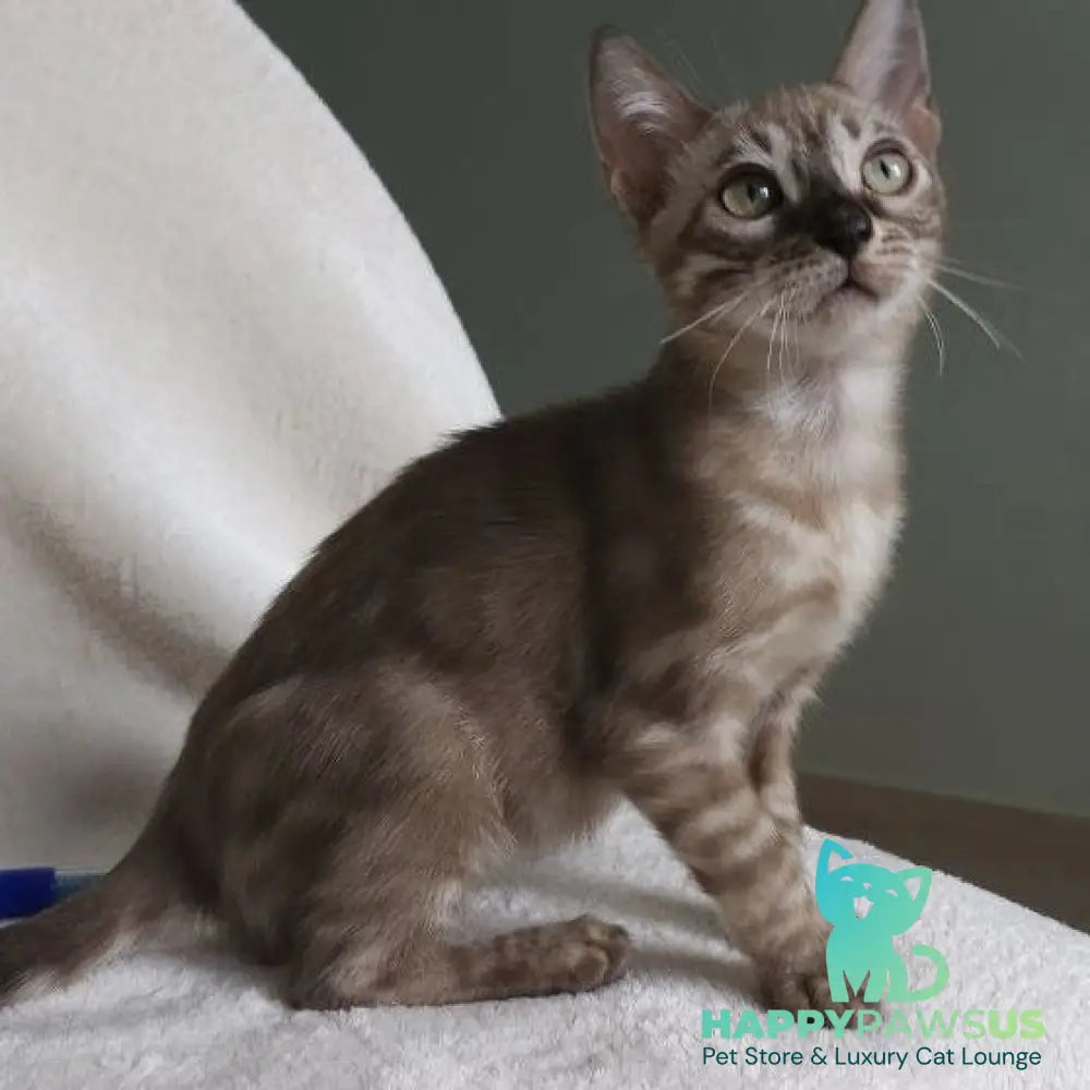 Lika Bengal female black pointed spotted tabby - live animals