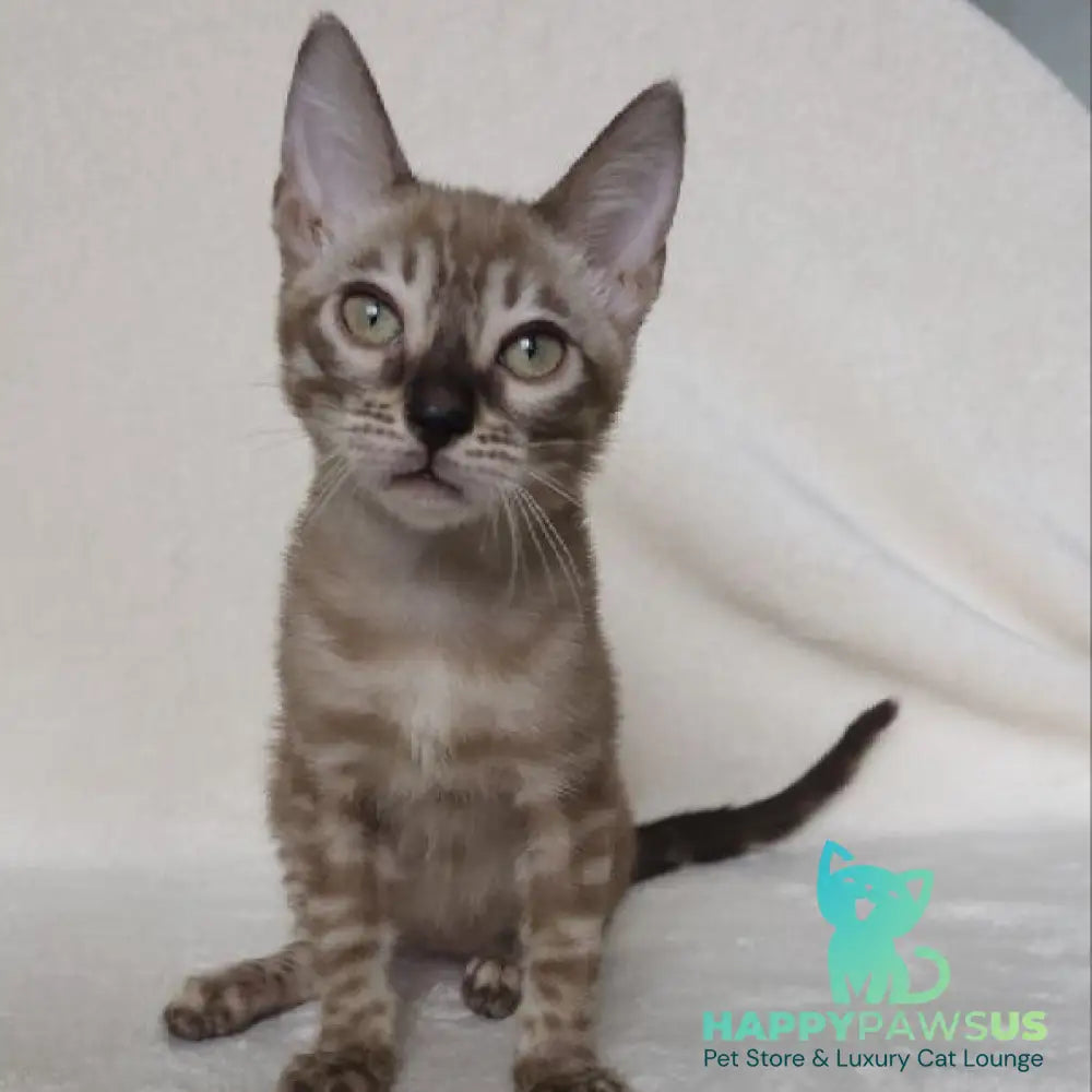 Lika Bengal female black pointed spotted tabby - live animals