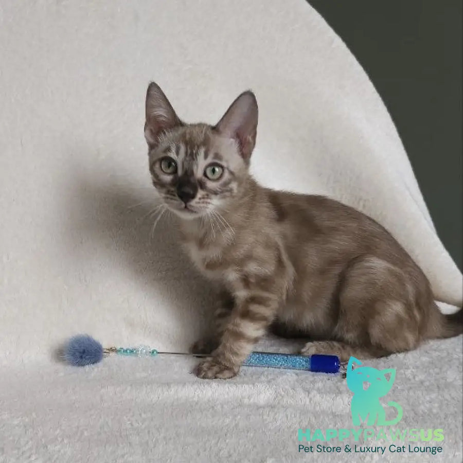 Lika Bengal female black pointed spotted tabby - live animals