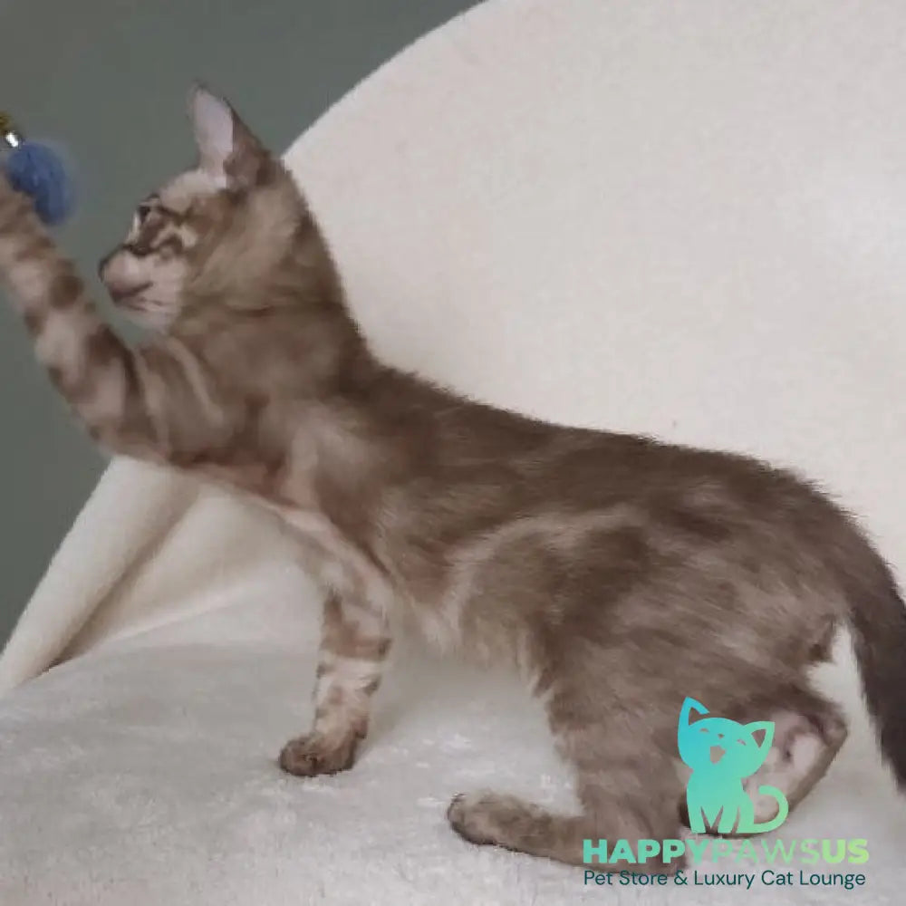Lika Bengal female black pointed spotted tabby - live animals