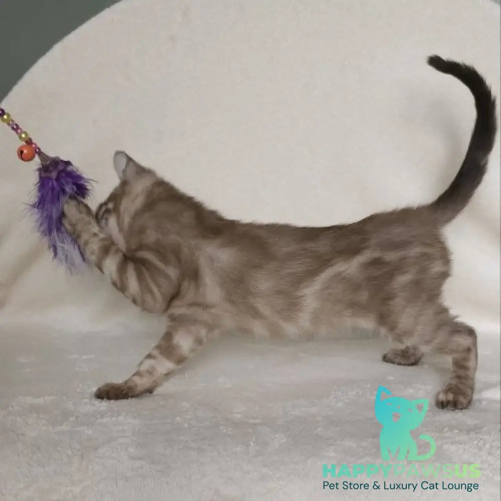 Lika Bengal female black pointed spotted tabby - live animals