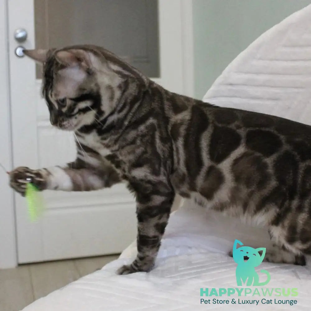 Lika Bengal female black pointed spotted tabby - live animals