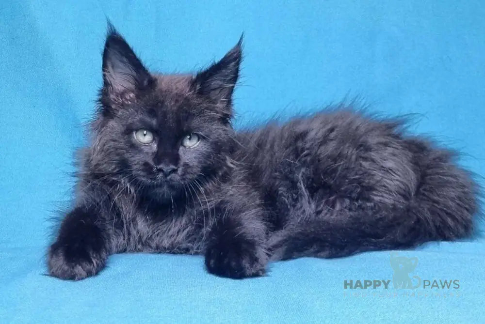 Lika Maine Coon female black live animals