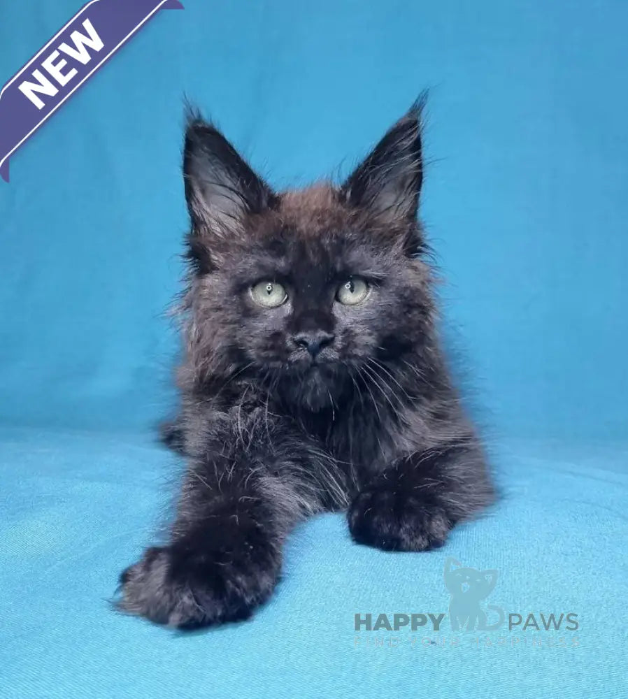 Lika Maine Coon female black live animals