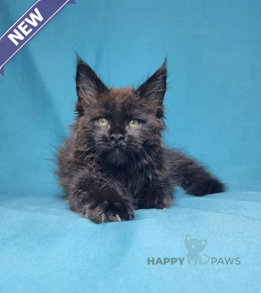 Lika Maine Coon female black live animals