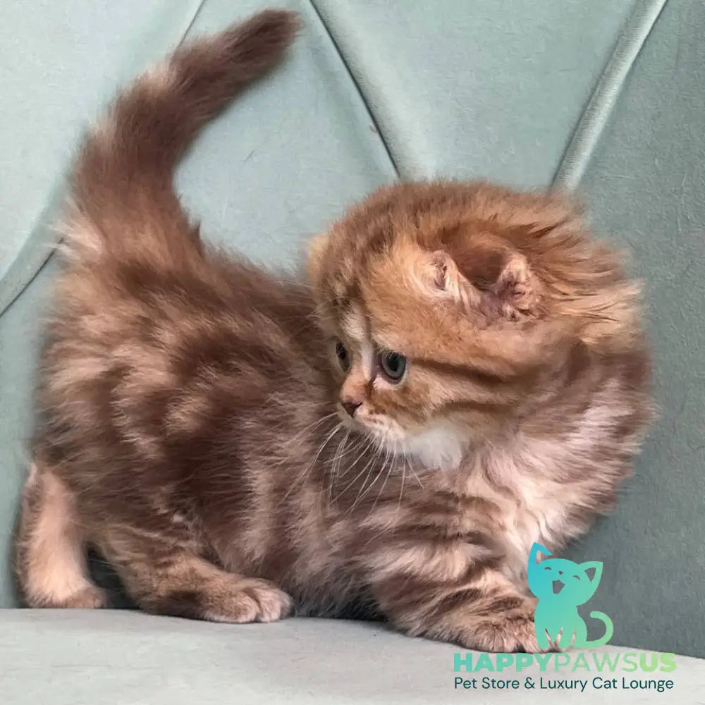 Lika Munchkin female chocolate tabby - live animals
