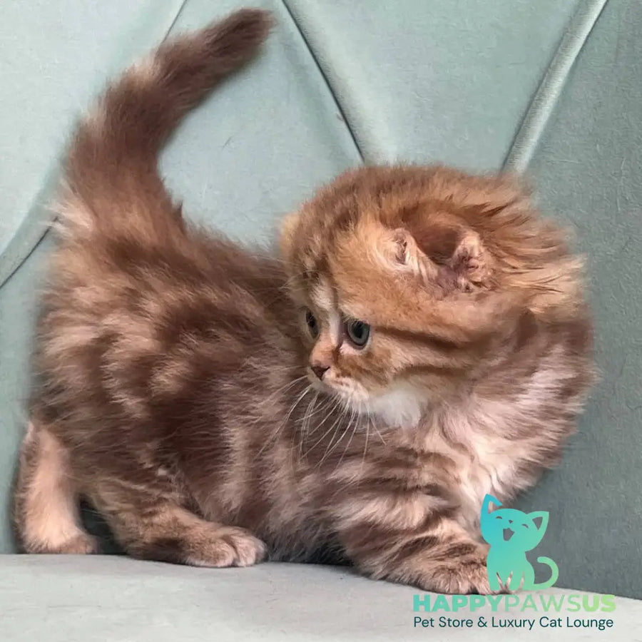 Lika Munchkin female chocolate tabby - live animals