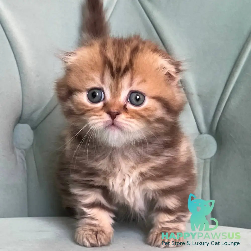 Lika Munchkin female chocolate tabby - live animals