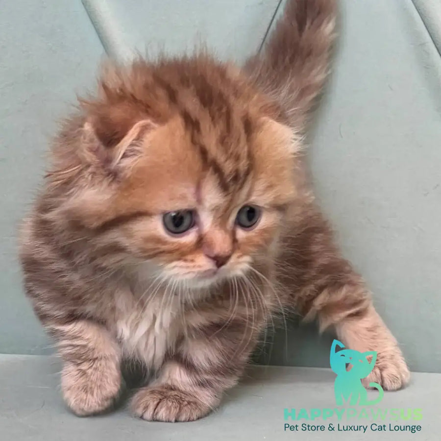 Lika Munchkin female chocolate tabby - live animals