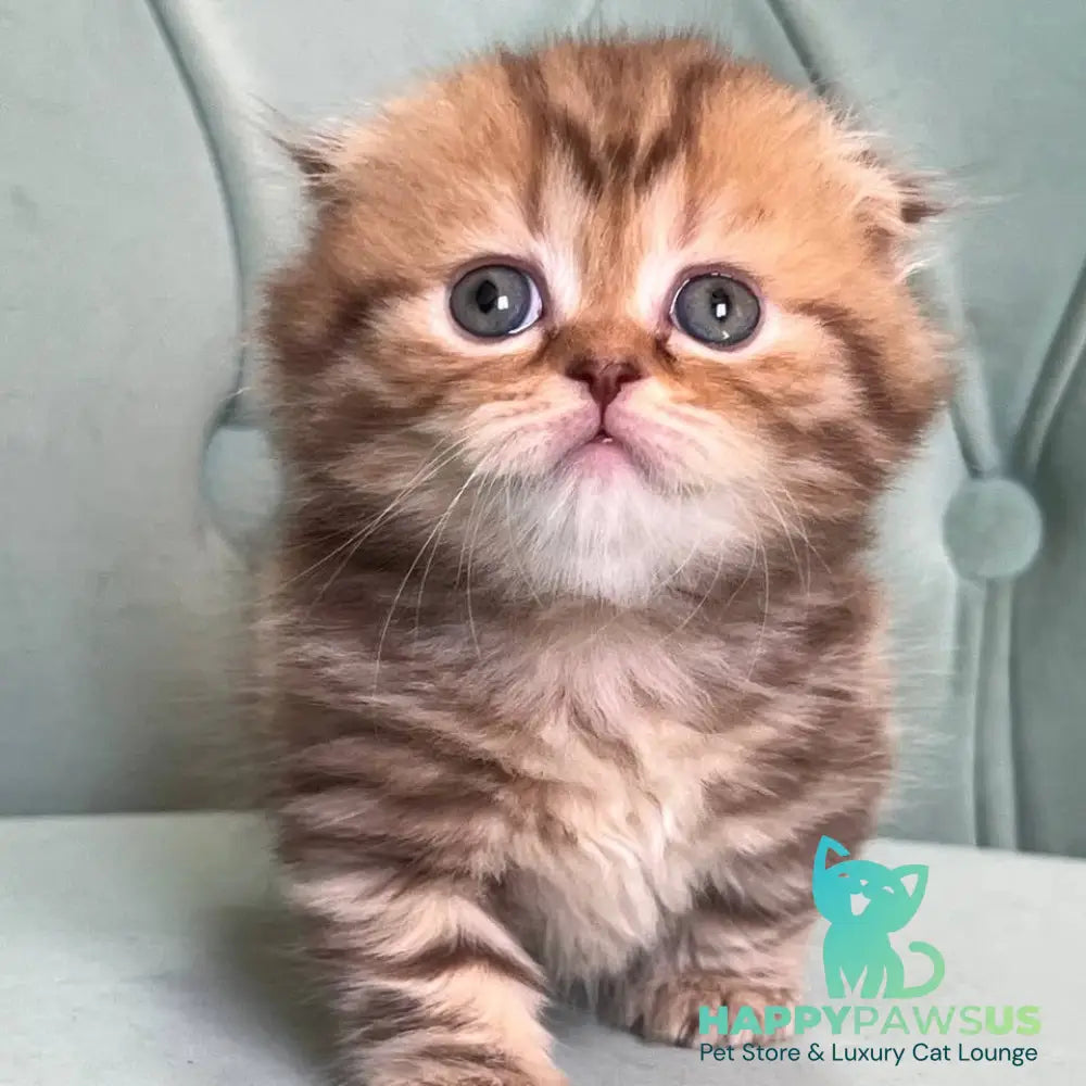 Lika Munchkin female chocolate tabby - live animals