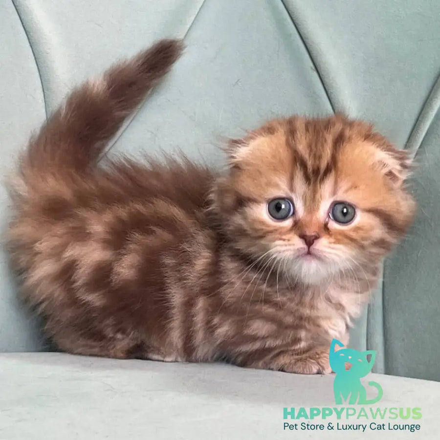Lika Munchkin female chocolate tabby - live animals