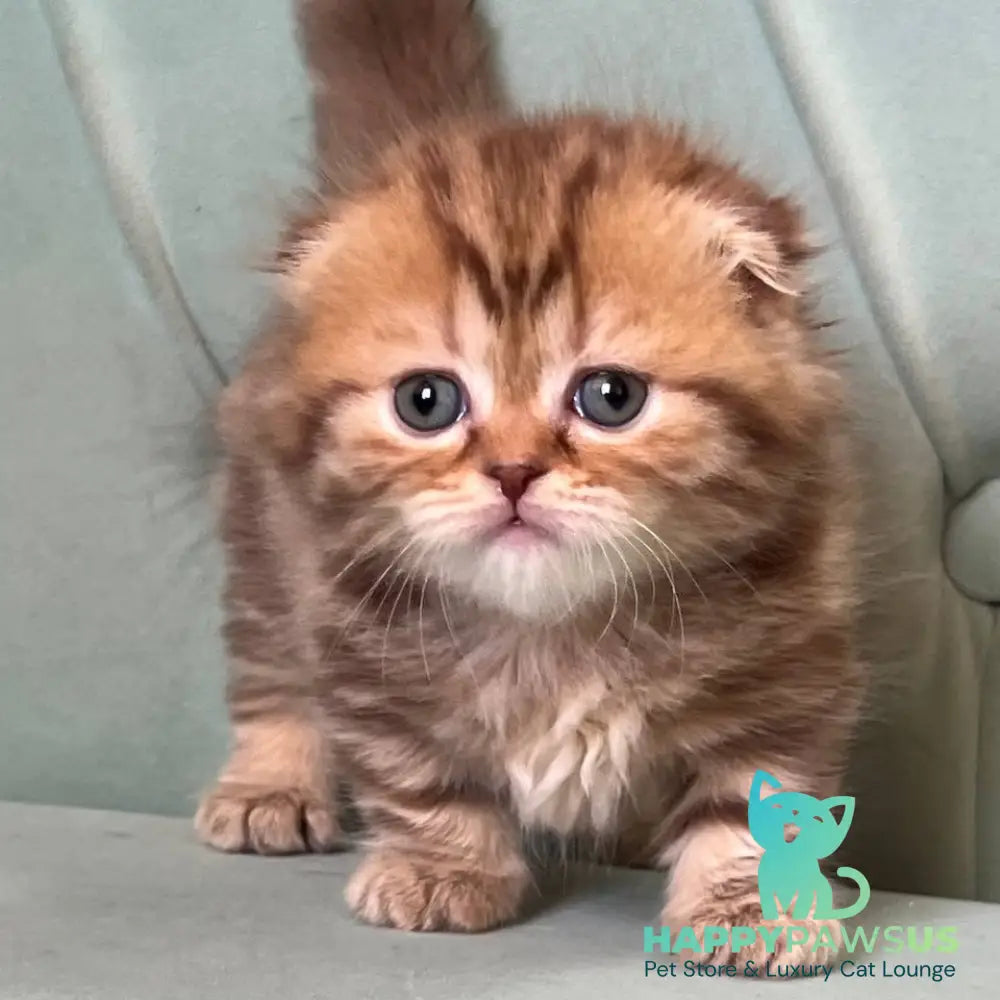 Lika Munchkin female chocolate tabby - live animals