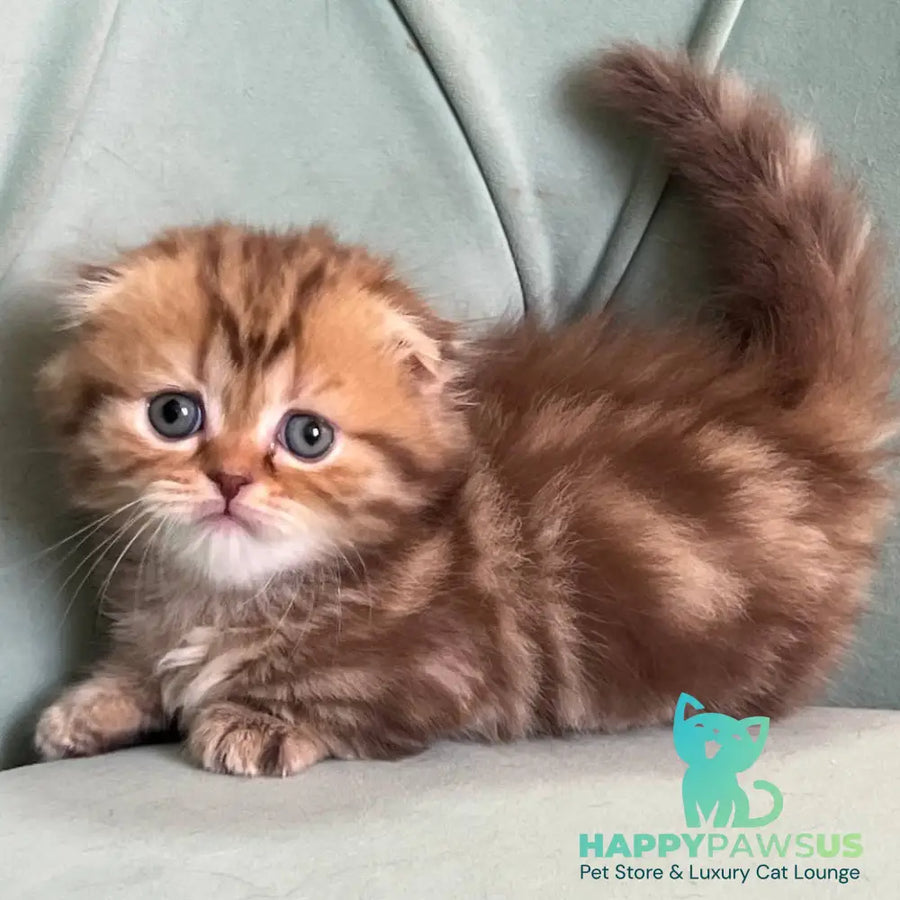 Lika Munchkin female chocolate tabby - live animals