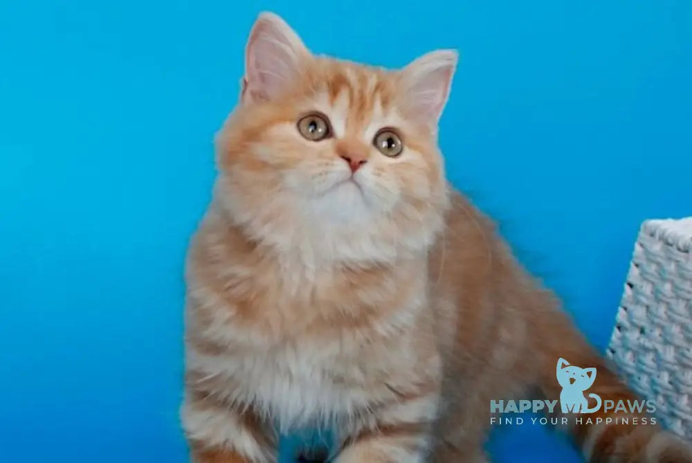Lika Scottish Straight female cinnamon tortie tabby - Event Tickets