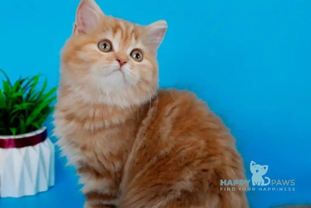 Lika Scottish Straight female cinnamon tortie tabby - Event Tickets