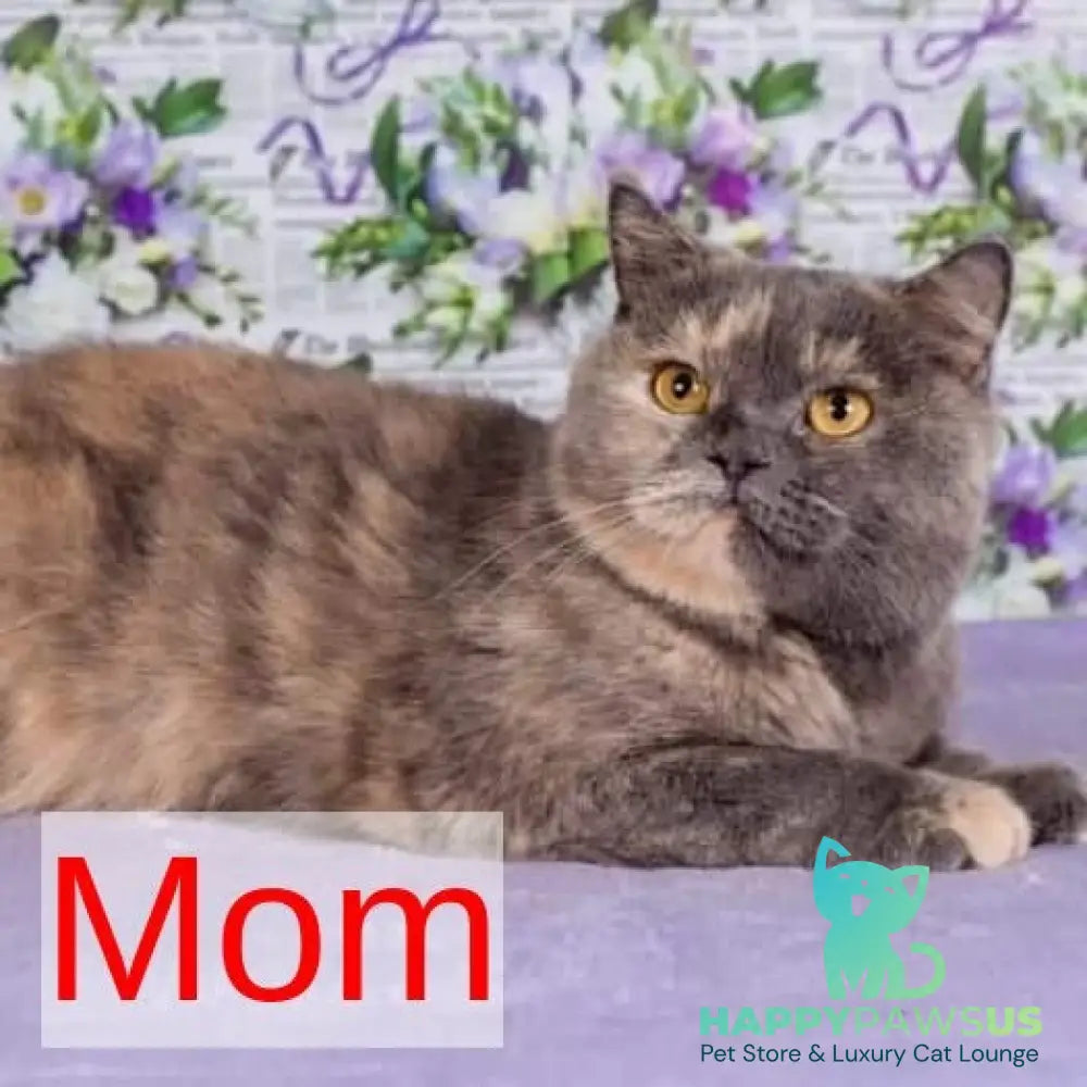 Like British Shorthair male lilac - live animals