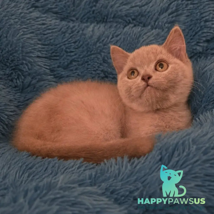 Like British Shorthair male lilac - live animals