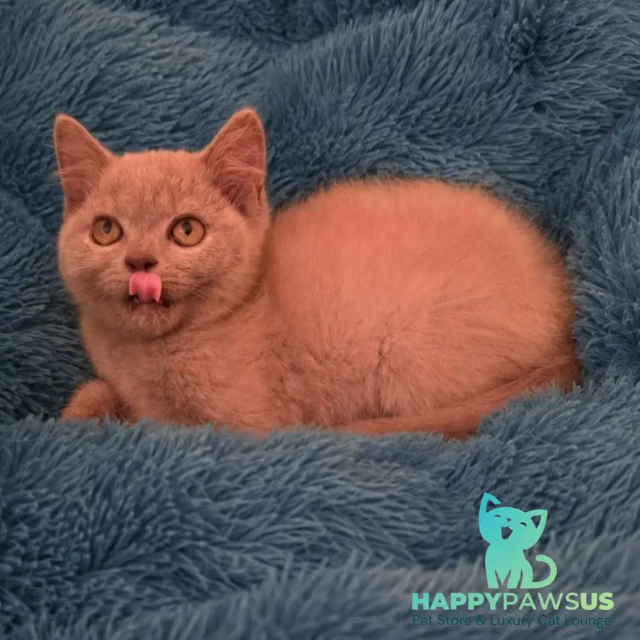Like British Shorthair male lilac - live animals