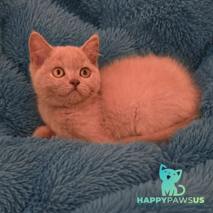 Like British Shorthair male lilac - live animals