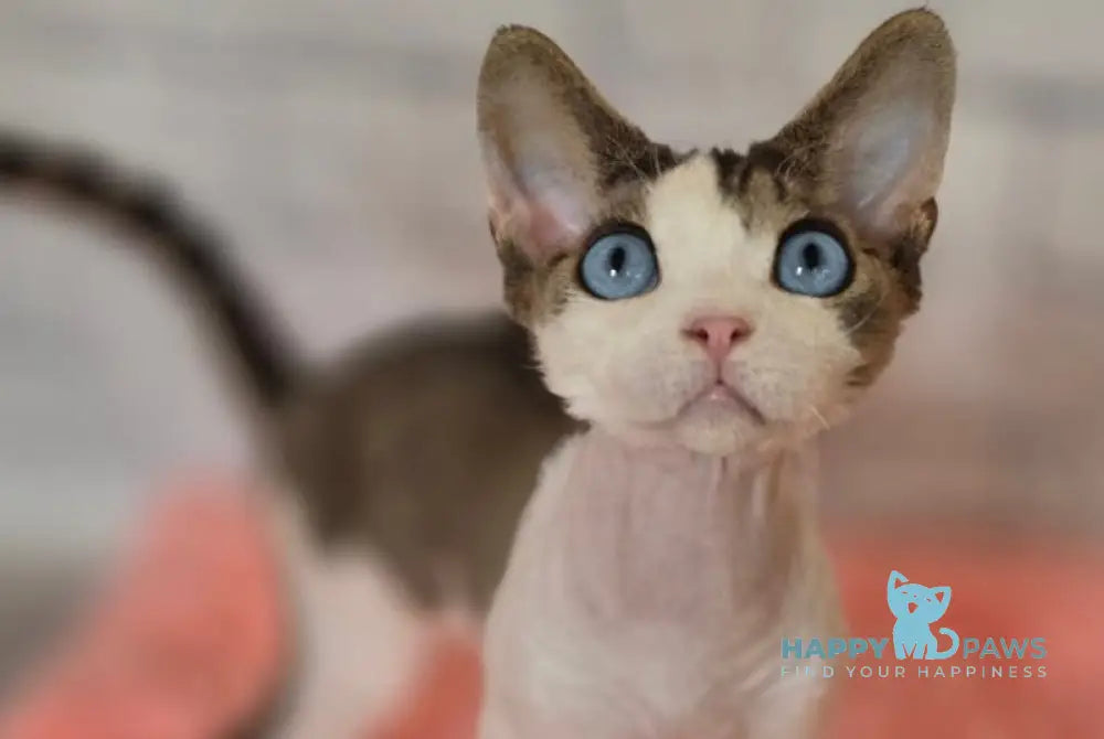 Like Devon Rex male black bicolour tabby live animals