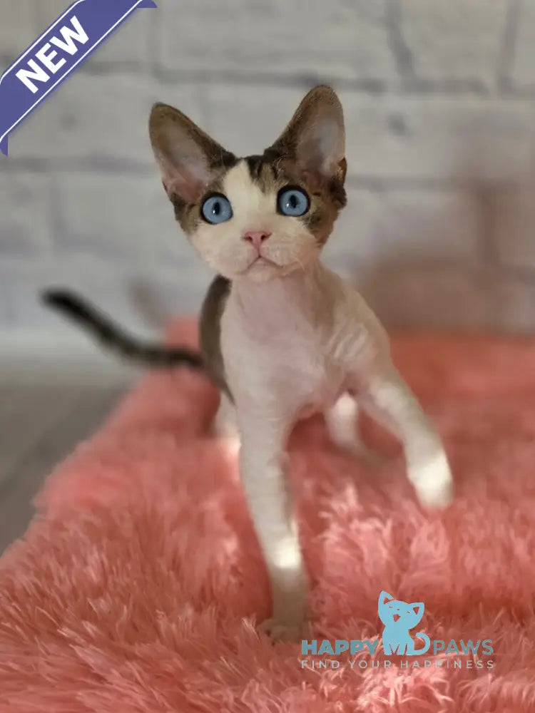 Like Devon Rex male black bicolour tabby live animals