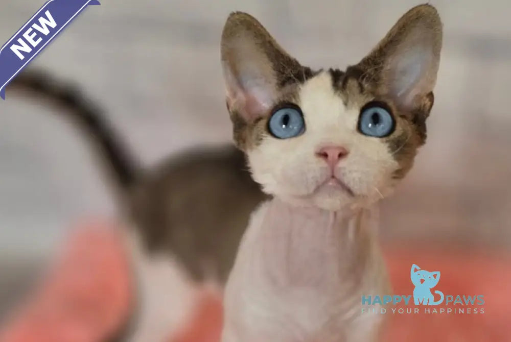 Like Devon Rex male black bicolour tabby live animals