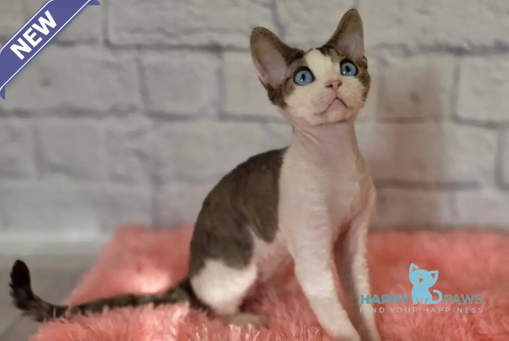 Like Devon Rex male black bicolour tabby live animals